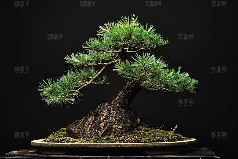 黑松盆景自然松树摄影图