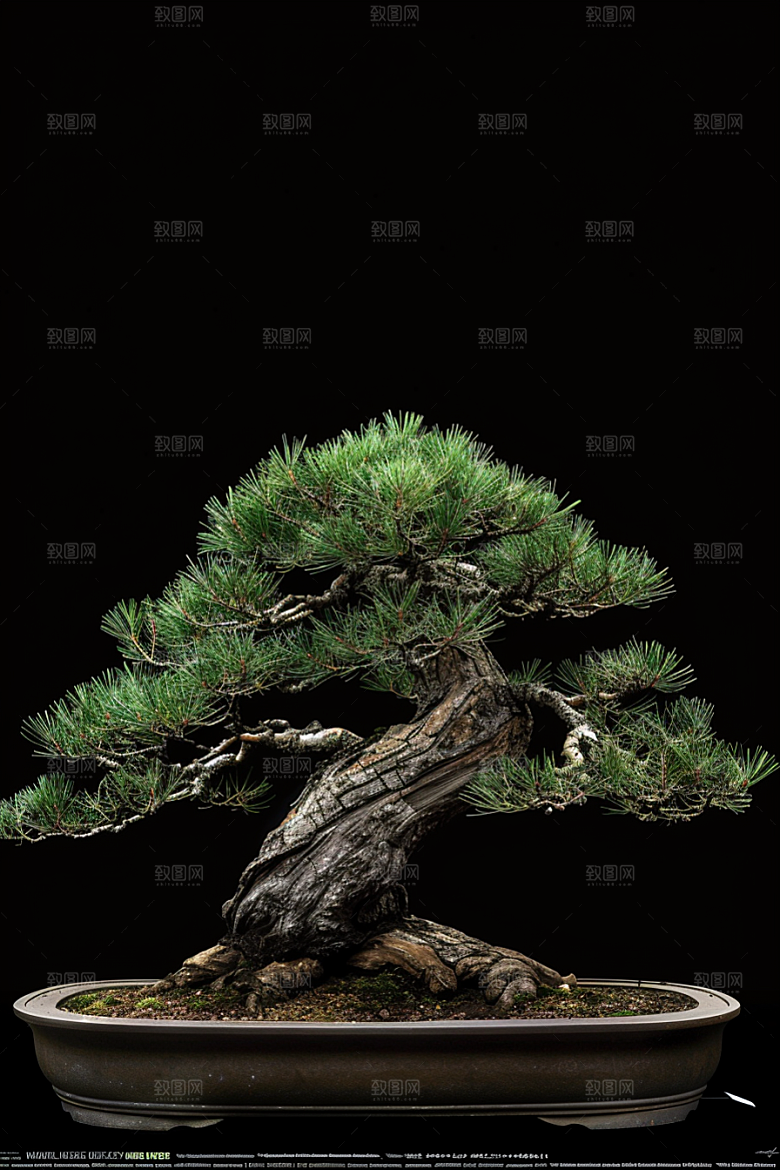 黑松盆景高清日式摄影图