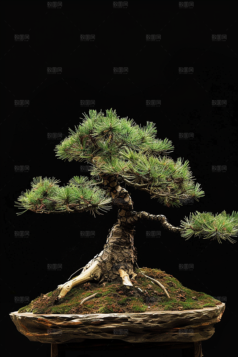 黑松盆景装饰植物摄影图
