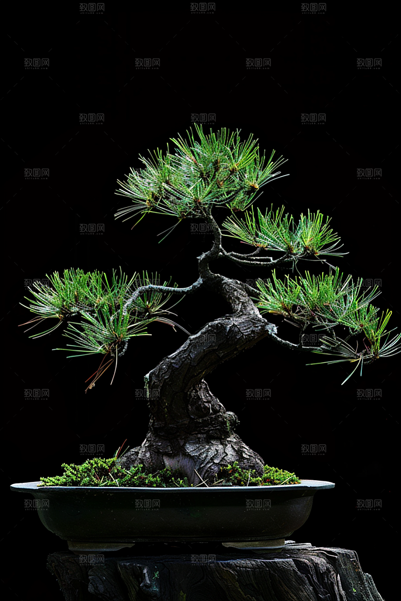 黑松盆景雅致装饰摄影图