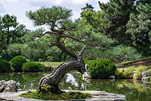 黑松盆景松树文化摄影图