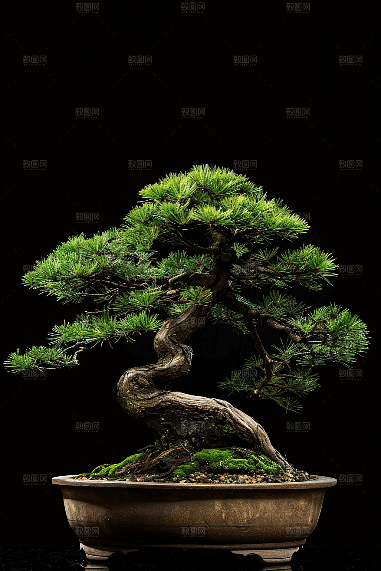 黑松盆景高清中式摄影图