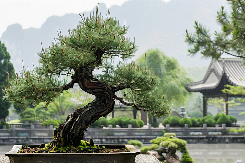 黑松盆景优雅高雅摄影图