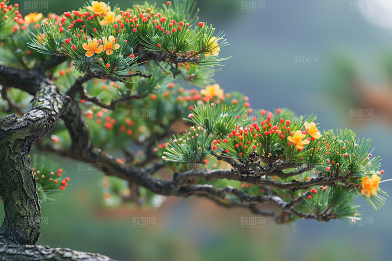 黑松盆景自然日式摄影图