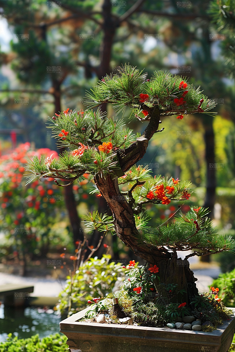 黑松盆景高雅植物摄影图