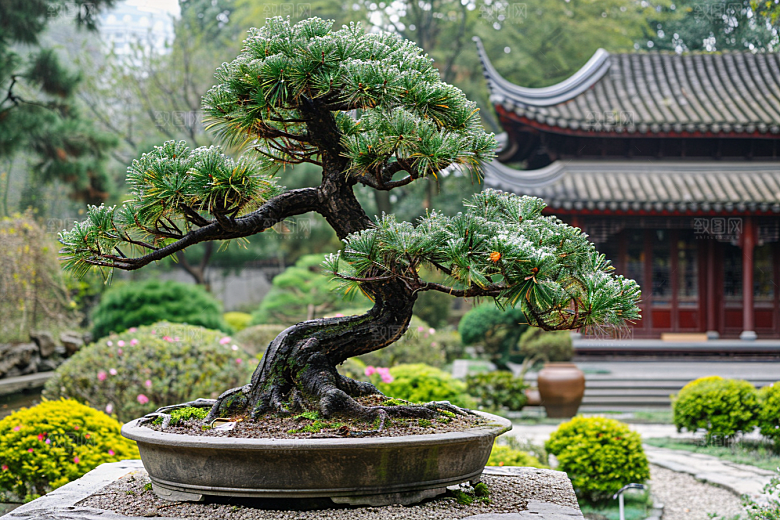 黑松盆景高雅优雅摄影图
