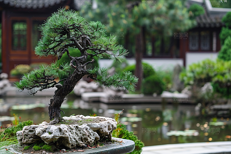 黑松盆景高清中式摄影图