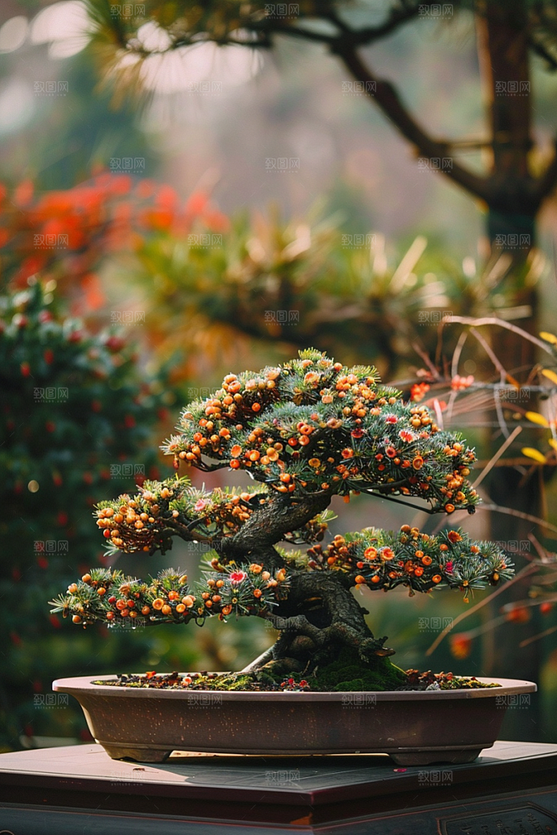 黑松盆景高雅植物摄影图