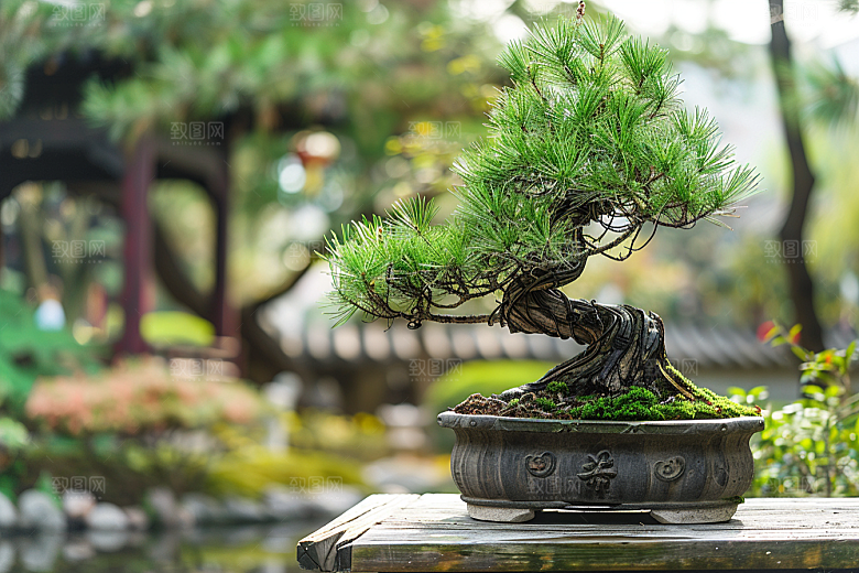 黑松盆景中式植物摄影图