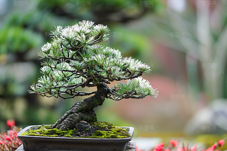 黑松盆景装饰植物摄影图