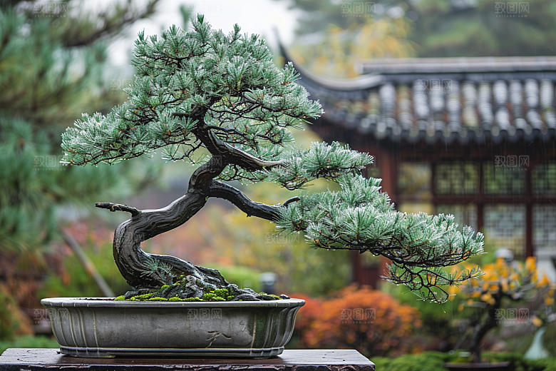 黑松盆景中式高雅摄影图