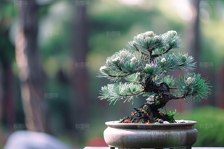 黑松盆景中式优雅摄影图