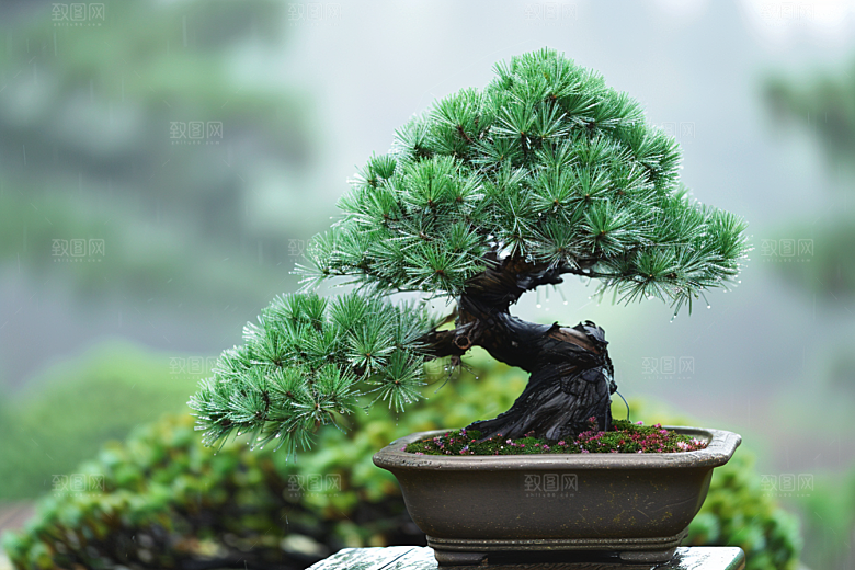 黑松盆景日式中国风摄影图