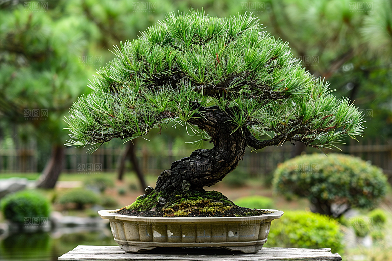 黑松盆景庭院高清摄影图