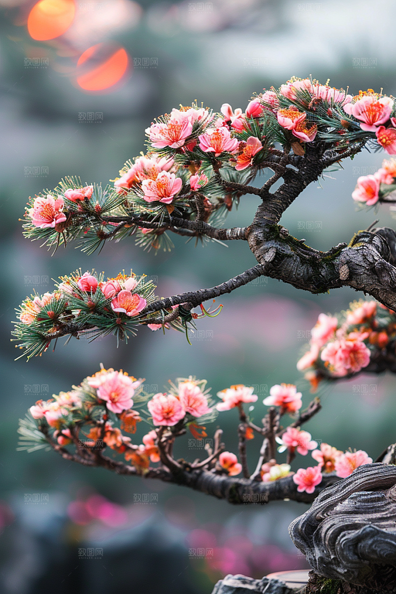 黑松盆景高清日式摄影图