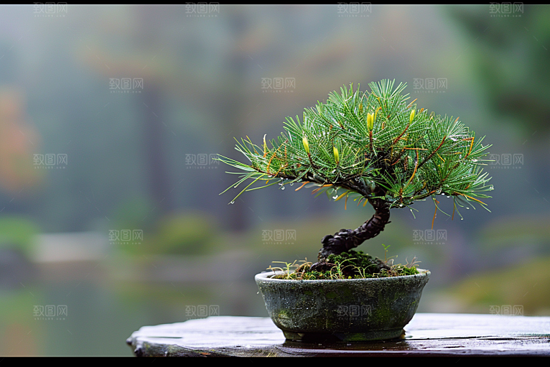 黑松盆景优雅中式摄影图