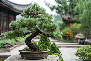 黑松盆景植物雅致摄影图