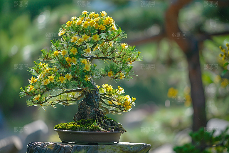 黑松盆景文化植物摄影图