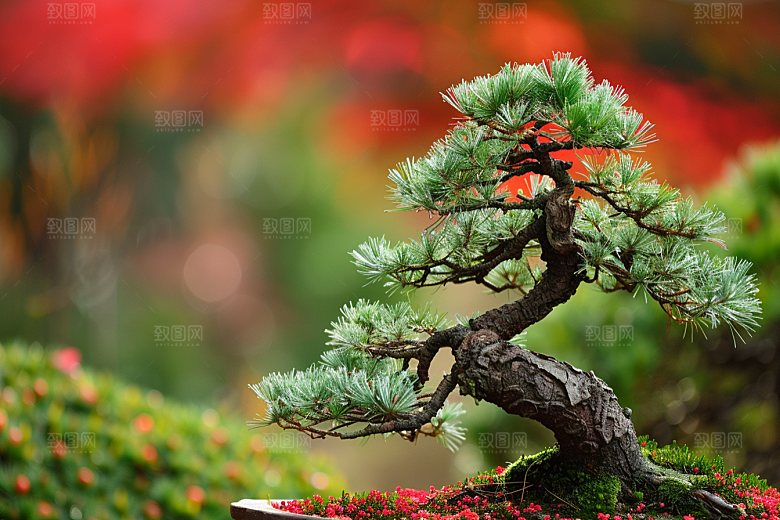 黑松盆景日式文化摄影图