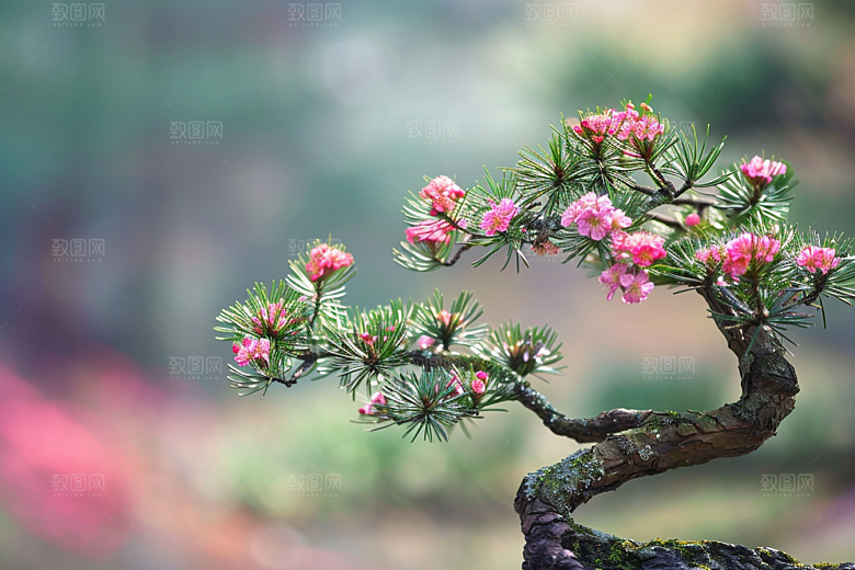 黑松盆景雅致高清摄影图