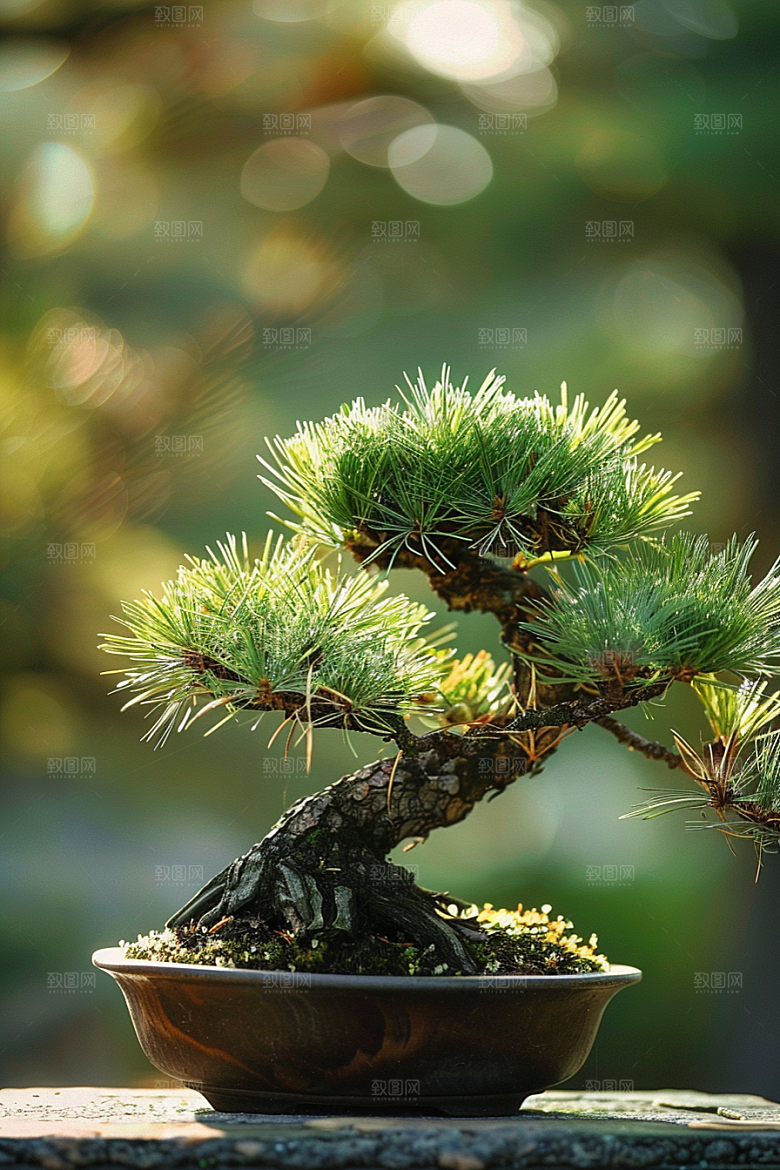 黑松盆景植物高清摄影图