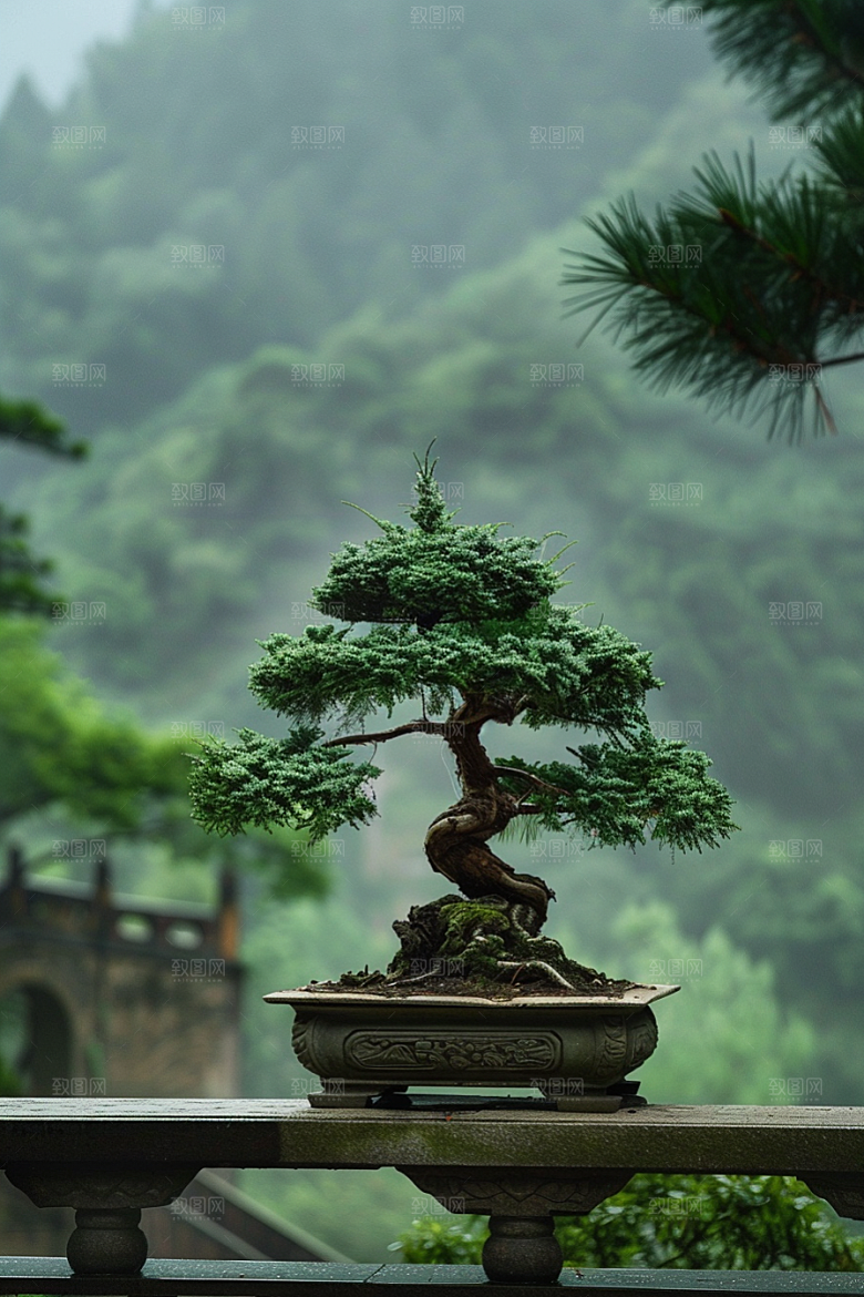 黑松盆景高清文化摄影图