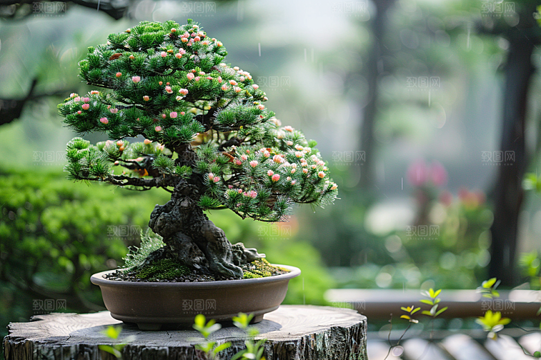 黑松盆景雅致庭院摄影图