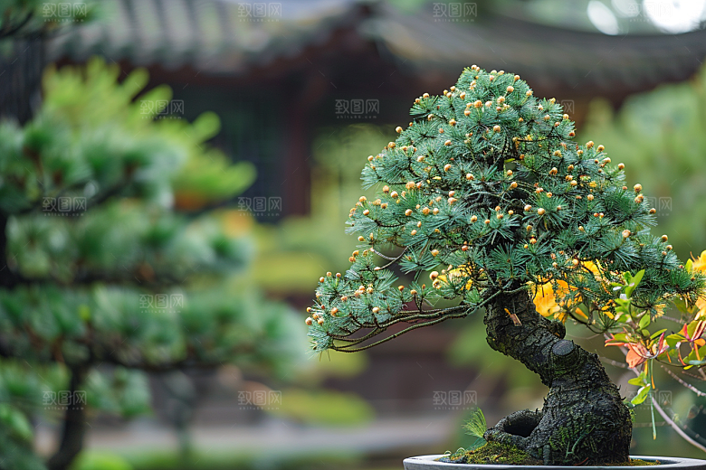 黑松盆景高清日式摄影图
