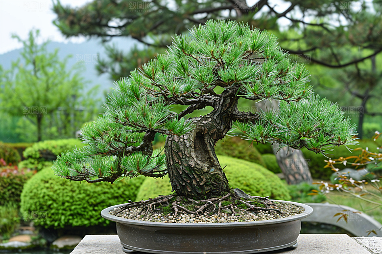 黑松盆景高清文化摄影图