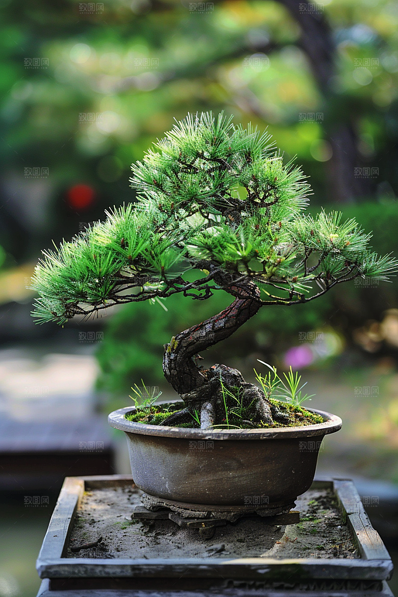 黑松盆景植物装饰摄影图