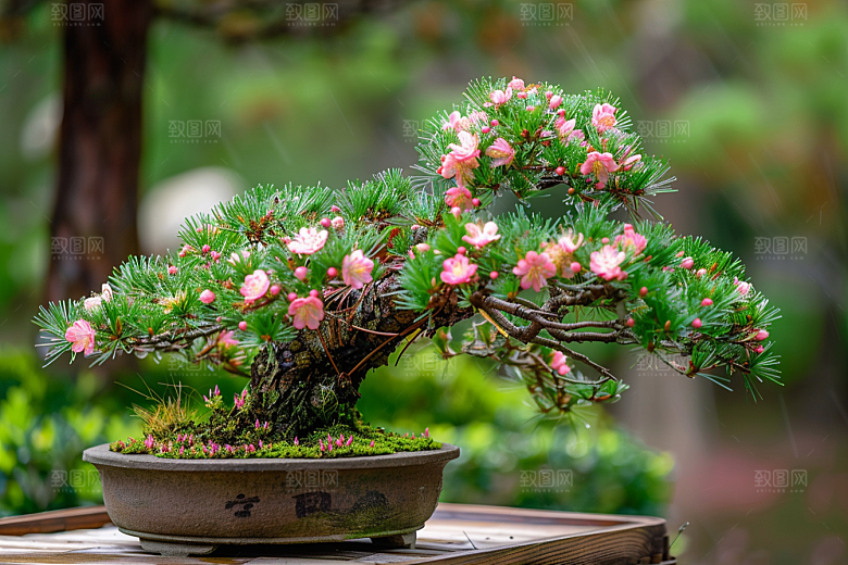 黑松盆景植物中式摄影图