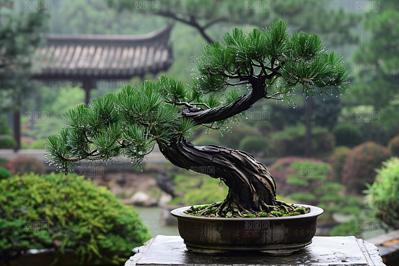 黑松盆景高清中式摄影图