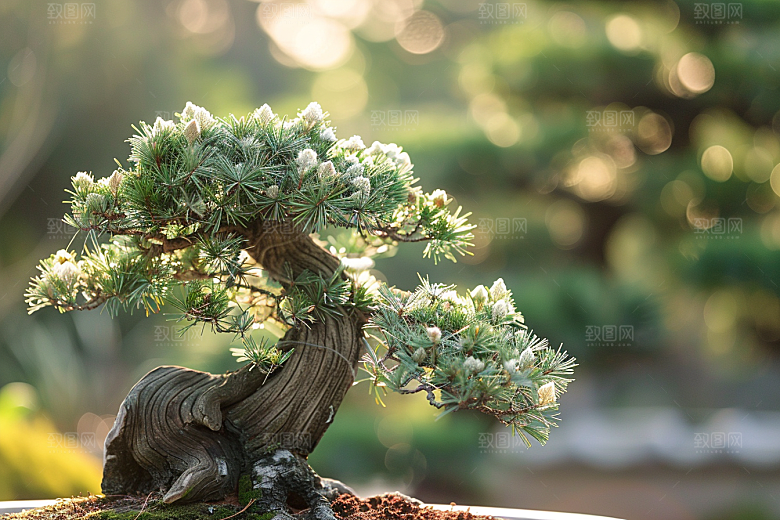 黑松盆景装饰高雅摄影图