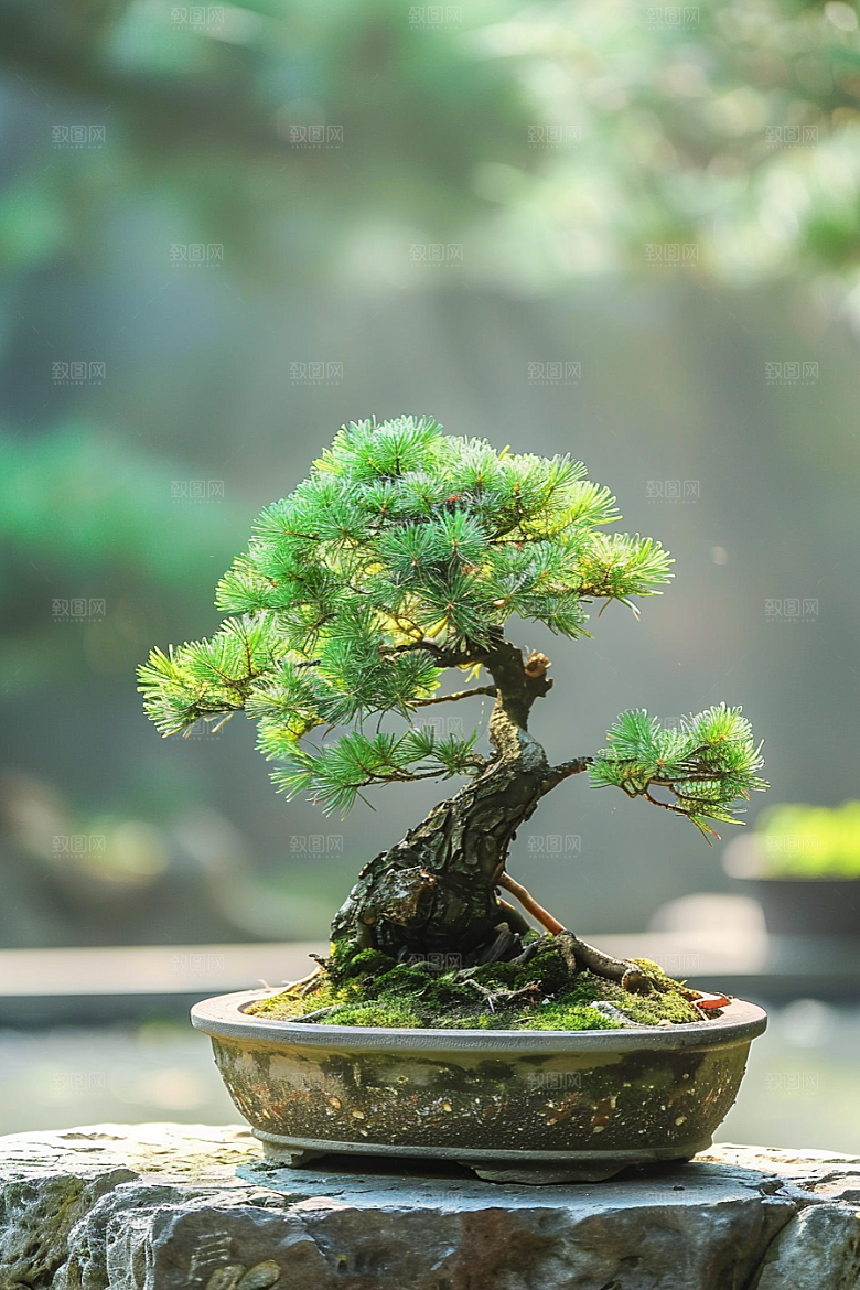 黑松盆景中国风植物摄影图