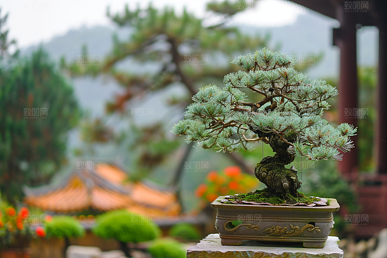 黑松盆景日式植物摄影图