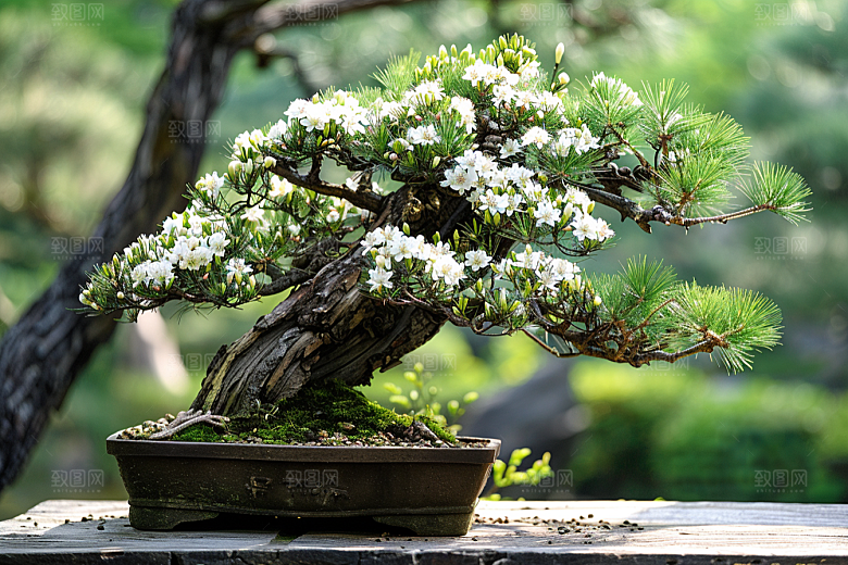黑松盆景松树中式摄影图