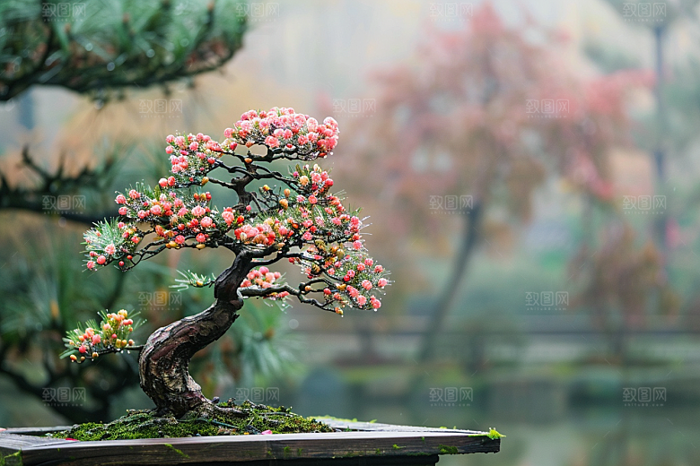 黑松盆景自然装饰摄影图