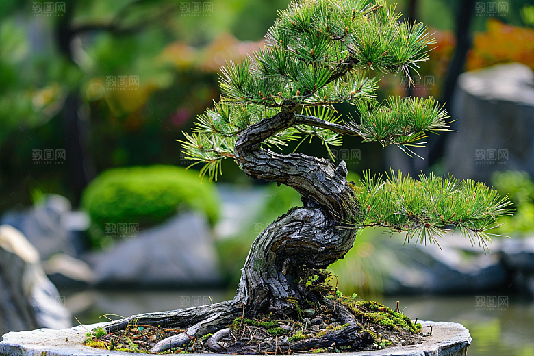 黑松盆景优雅高雅摄影图