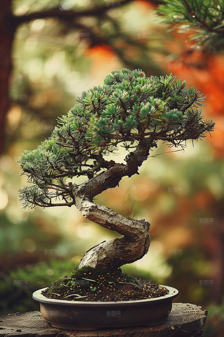 黑松盆景松树优雅摄影图