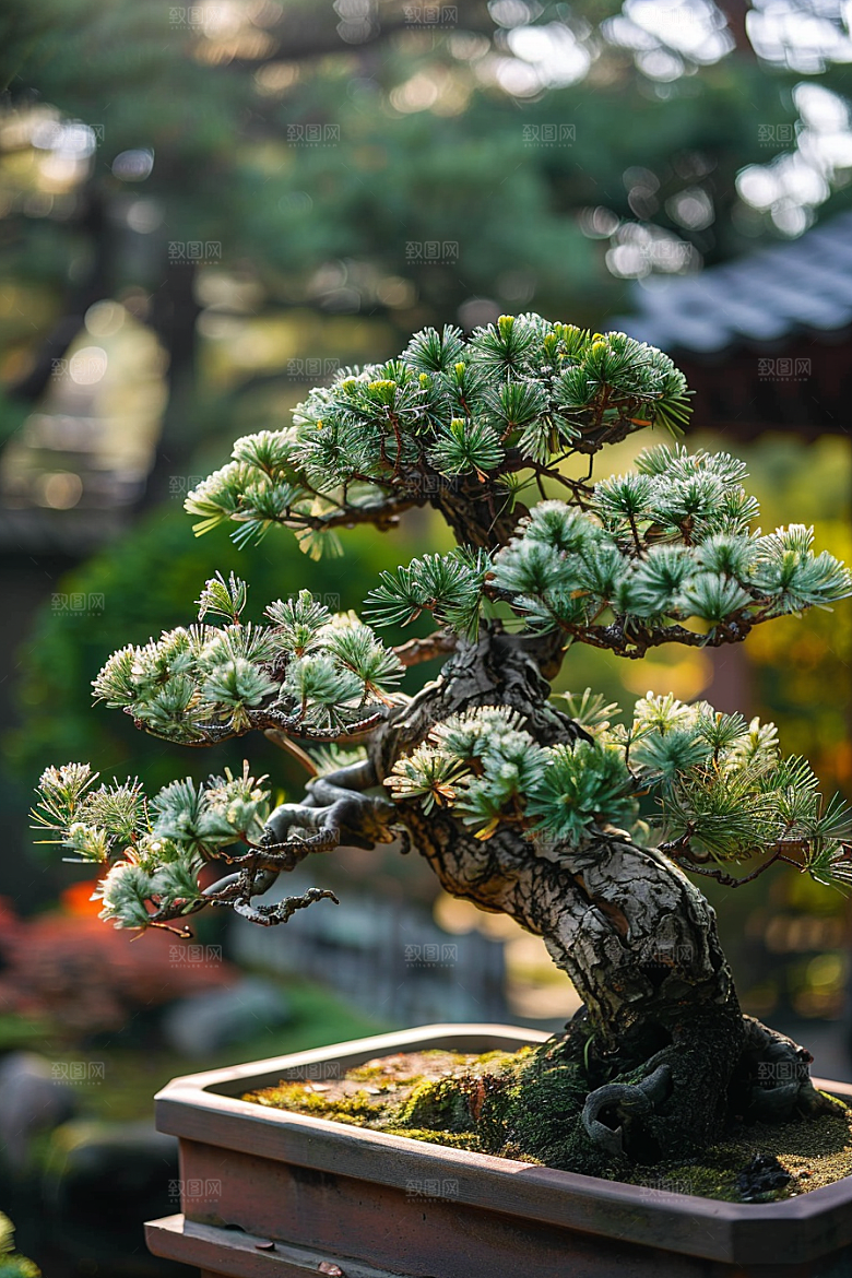 黑松盆景优雅中式摄影图