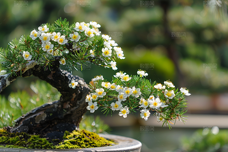 黑松盆景植物自然摄影图