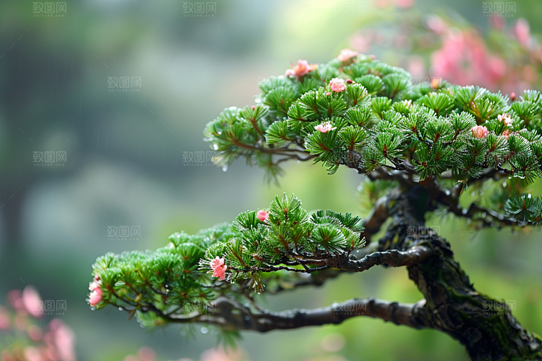 黑松盆景高清装饰摄影图