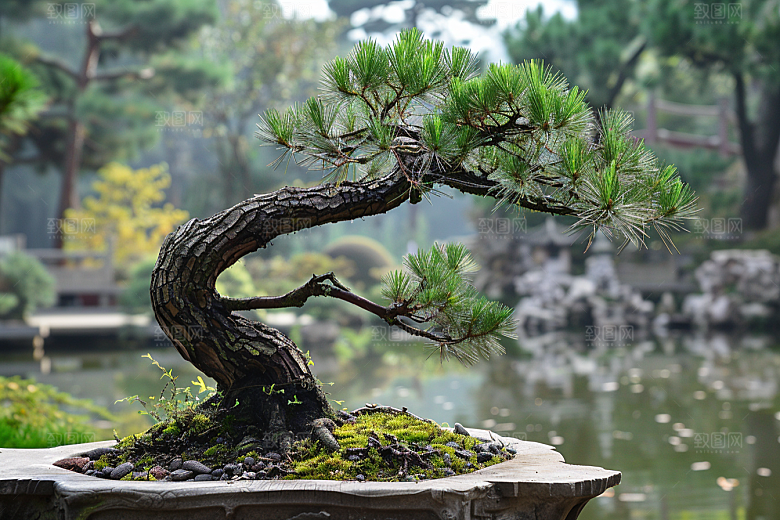 黑松盆景植物自然摄影图