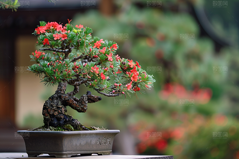 黑松盆景松树植物摄影图