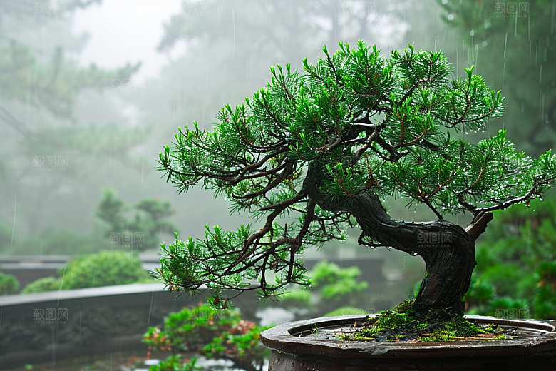 黑松盆景庭院高清摄影图