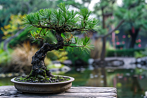 黑松盆景装饰高清摄影图