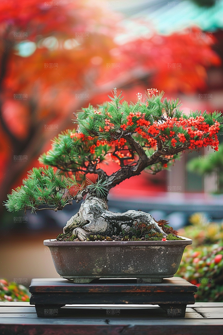 黑松盆景日式庭院摄影图