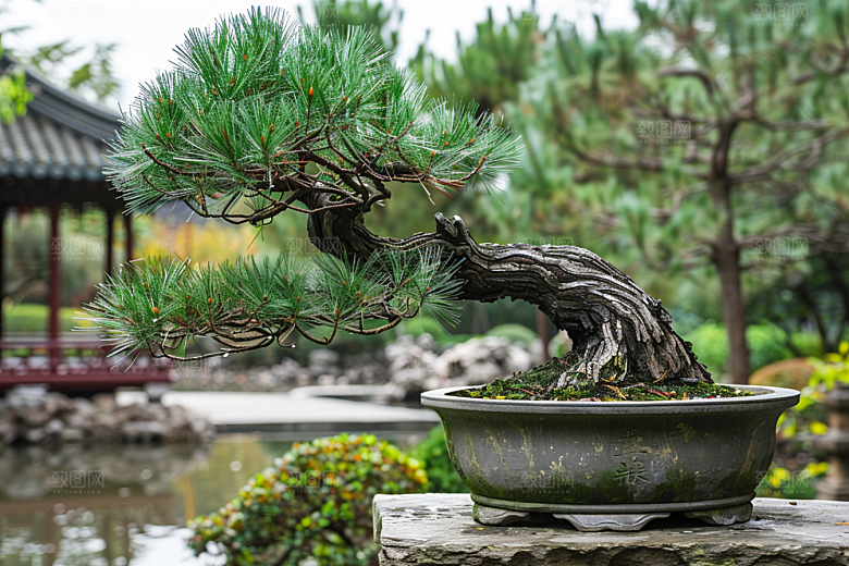 黑松盆景文化植物摄影图