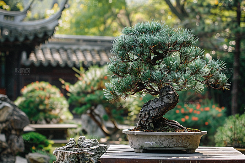 黑松盆景植物高清摄影图