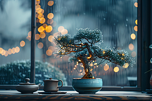 黑松盆景雅致优雅摄影图
